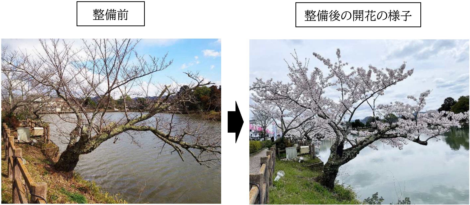 篠山城跡の桜（整備前と整備後の写真0）