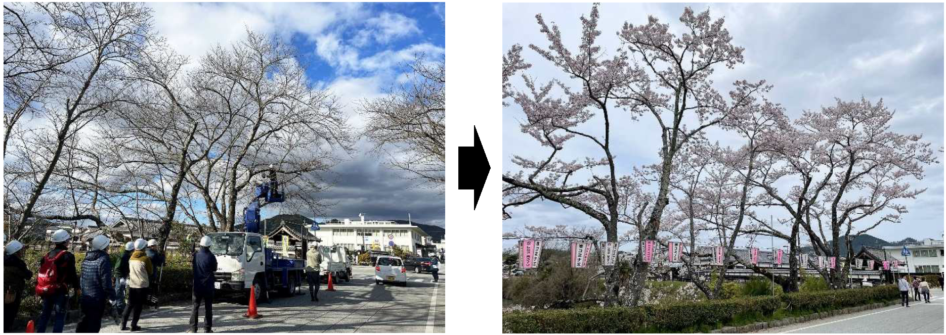 篠山城跡の桜（整備前と整備後の写真2）