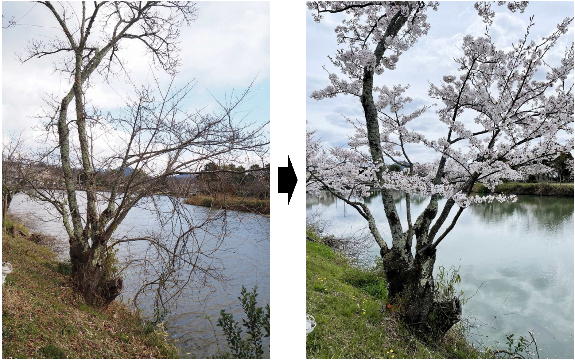 篠山城跡の桜（整備前と整備後の写真3）
