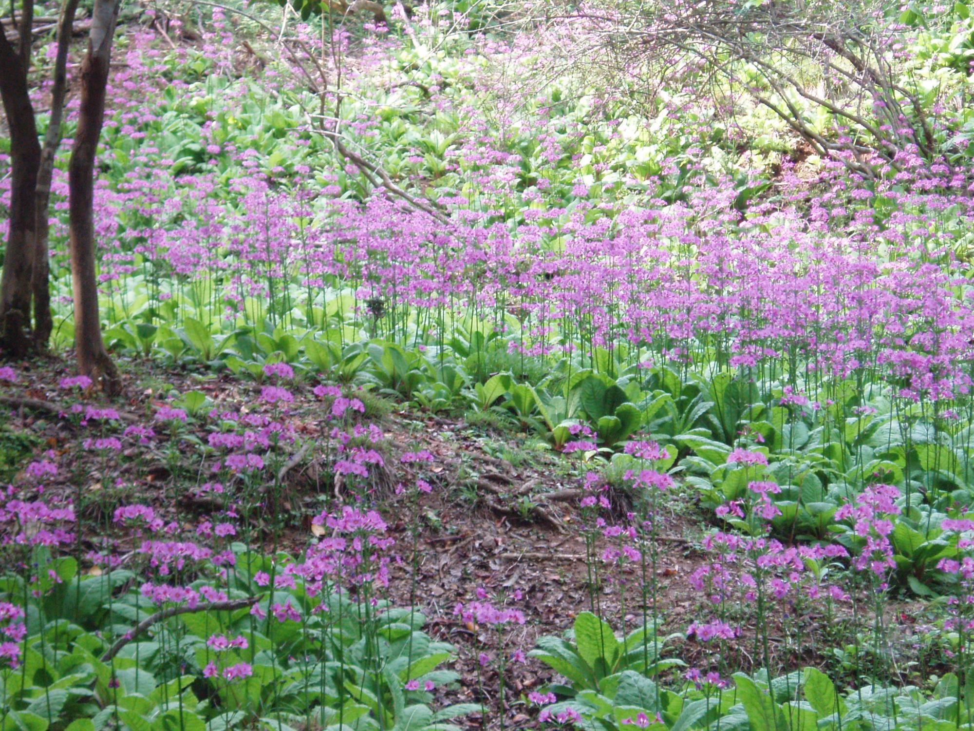 クリンソウ群生地の写真