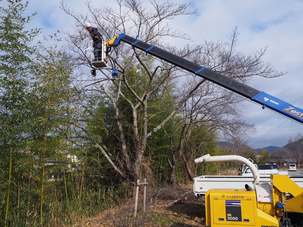 高所作業車による桜の整備