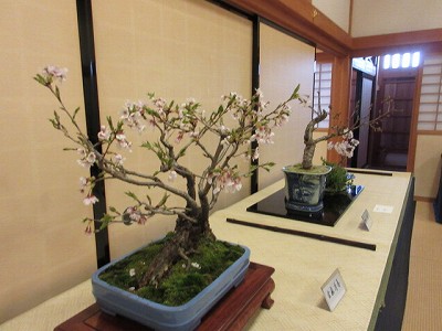盆桜展1