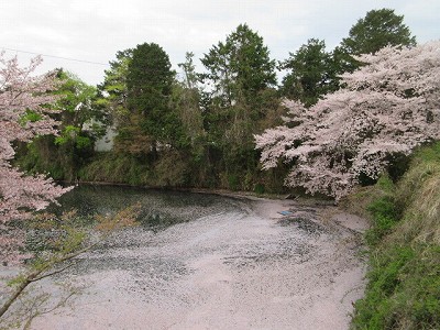 盆桜展10
