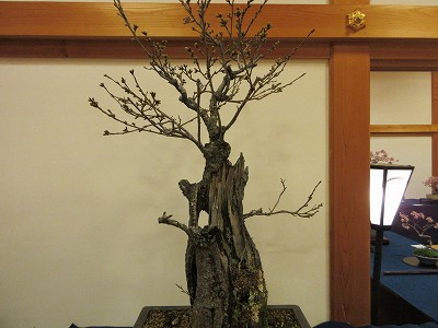 盆桜展4