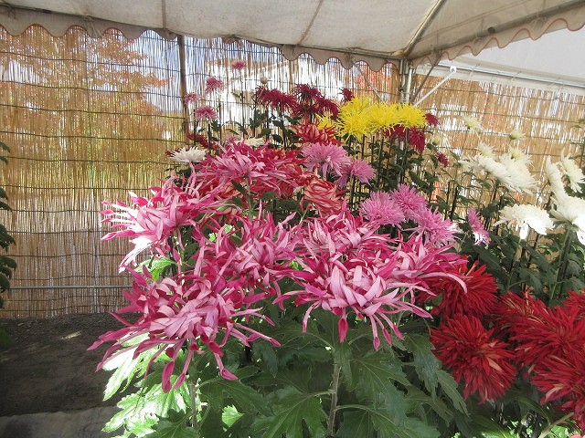 菊花展表彰式10