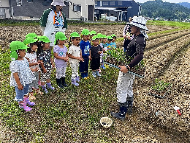 たかしろ保育園黒豆移植2