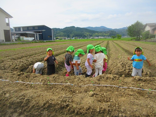 たかしろ保育園黒豆移植7