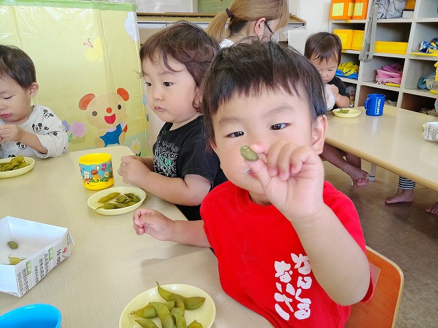 黒枝豆収穫10