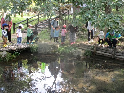 森の中のわき水池にいる生き物（カニ・アメンボウ・カワニナなど）発見