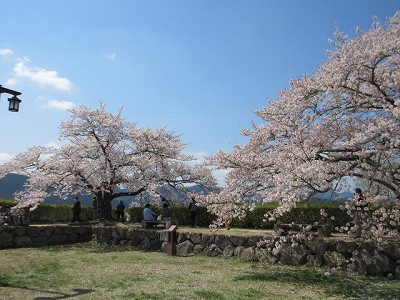 盆桜展3
