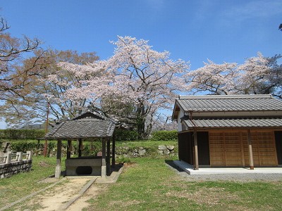 盆桜展4