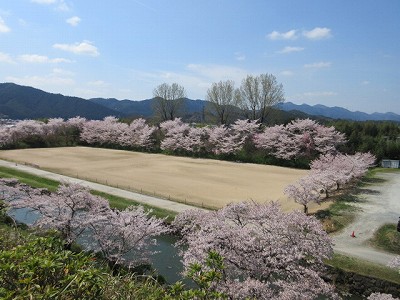 盆桜展5