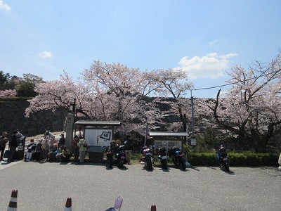 盆桜展6