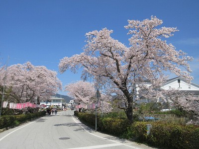 盆桜展8
