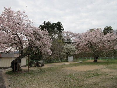 盆桜展9