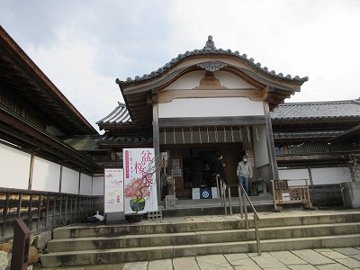 盆桜展1