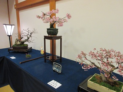 盆桜展2