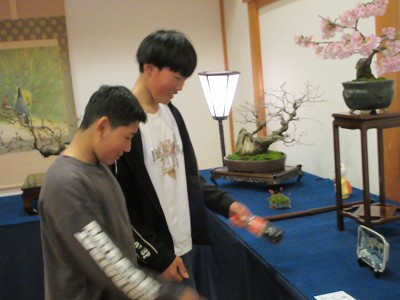 盆桜展6