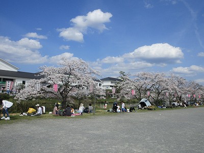 花見だよ全員集合2