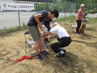 サル追い払い犬4