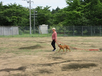サル追い払い犬5