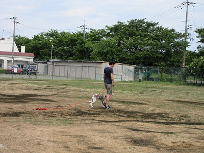 サル追い払い犬6