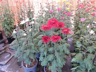 芸術の秋1