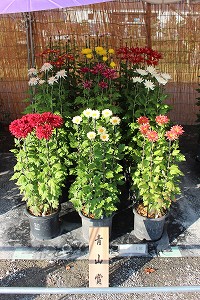 菊花展13