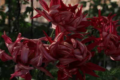 菊花展14