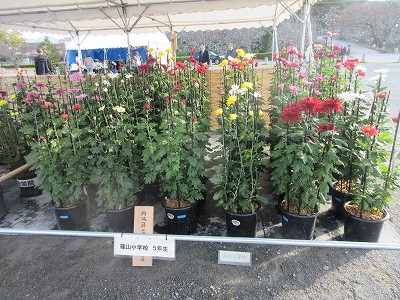 菊花展7