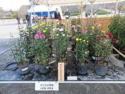 菊花展8