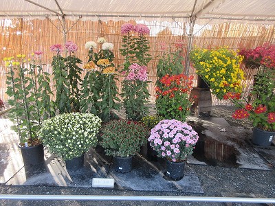 菊花展9