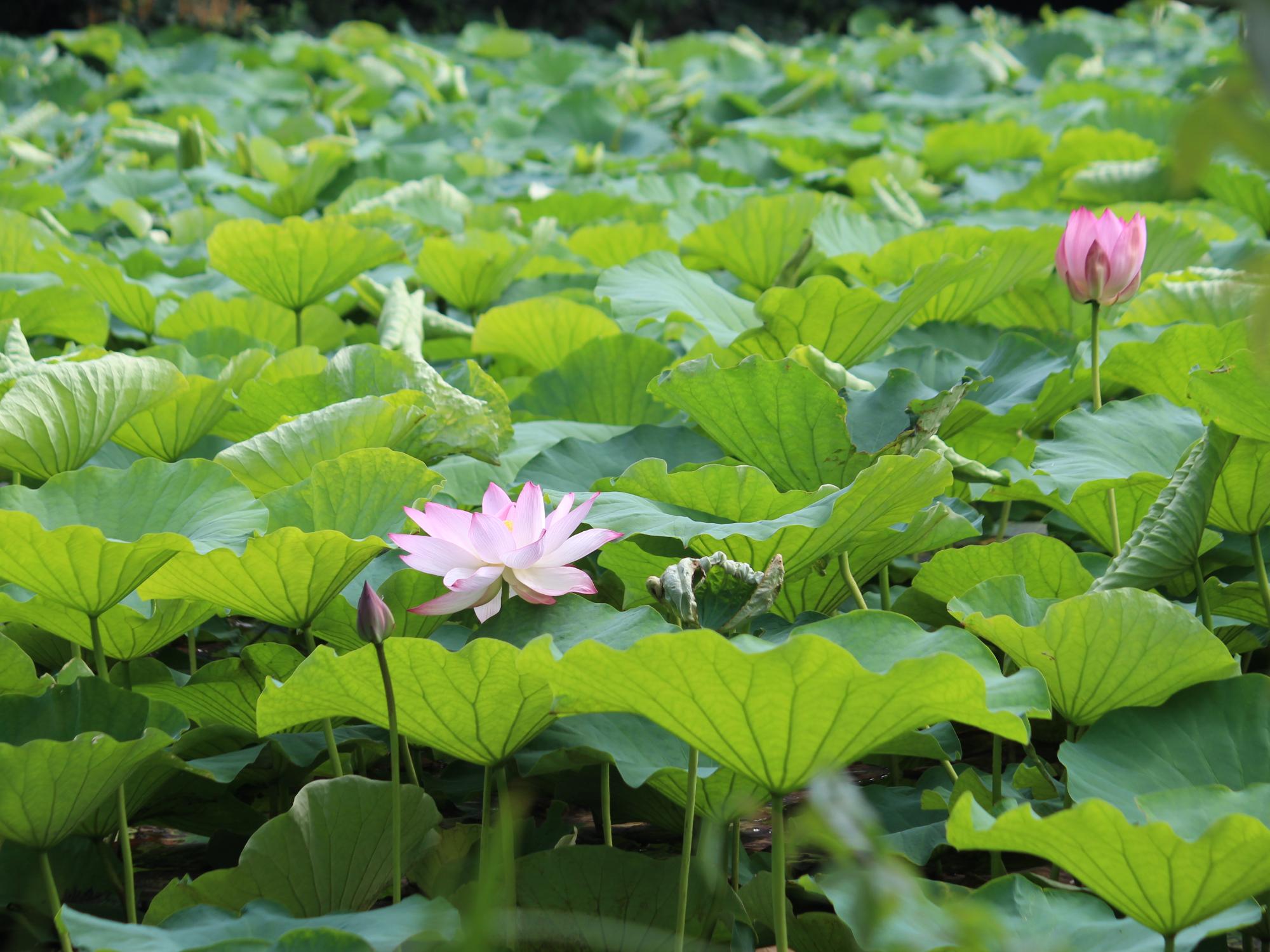 ハスの開花