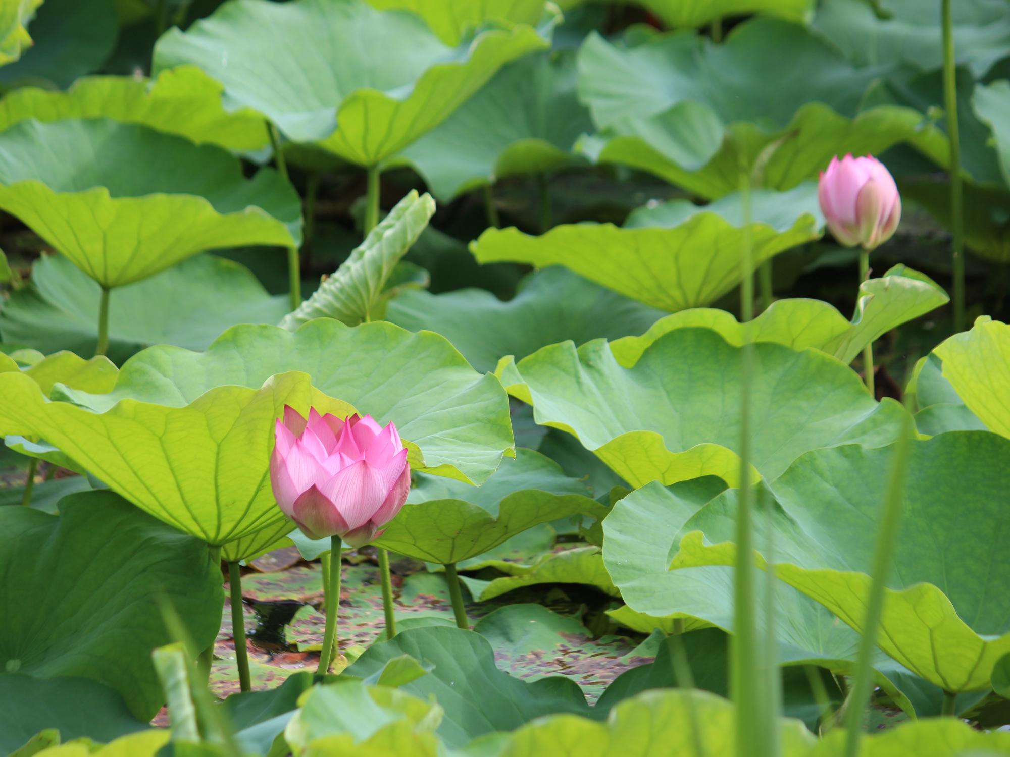 ハスの開花