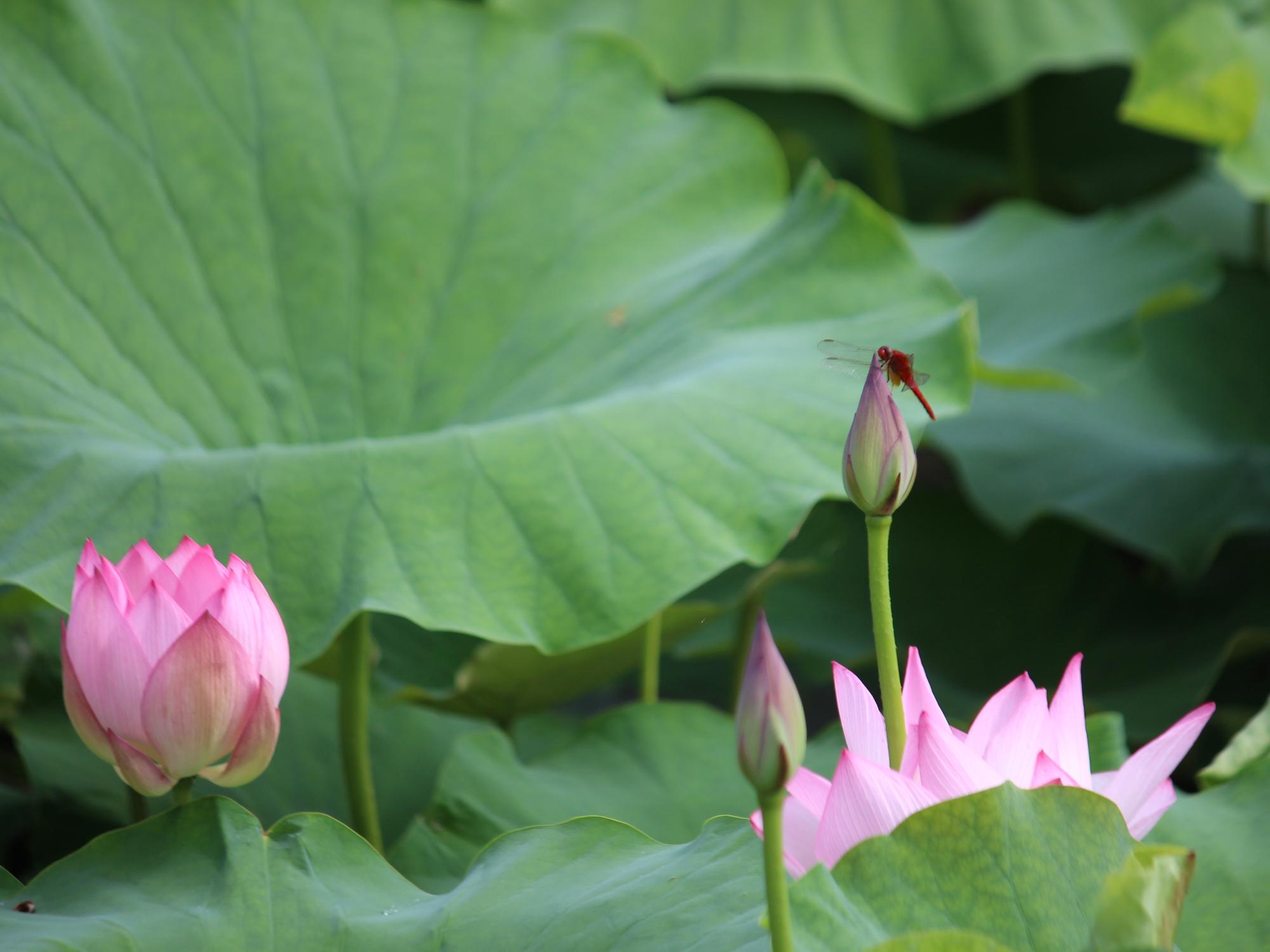 ハスの開花