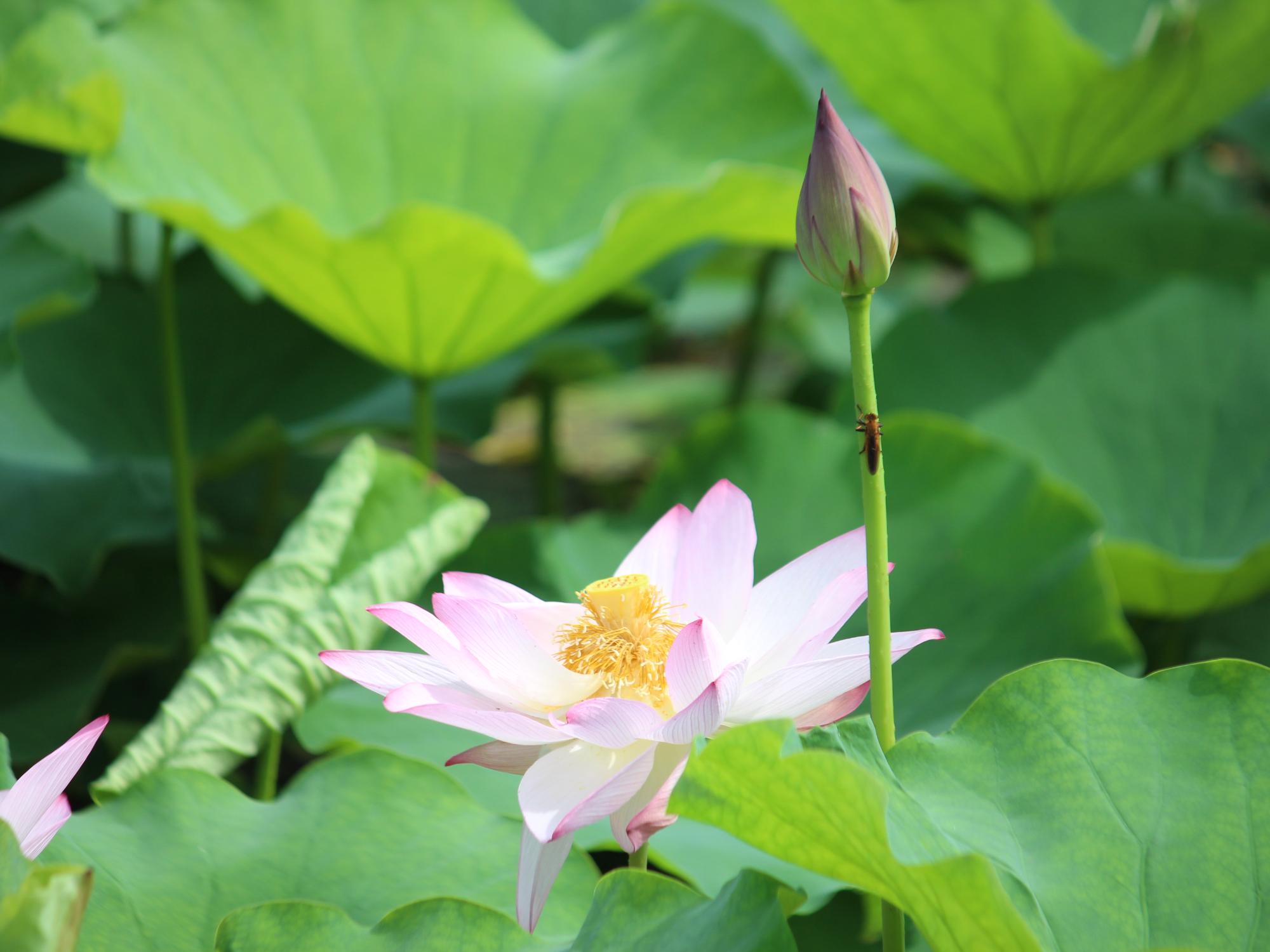ハスの開花