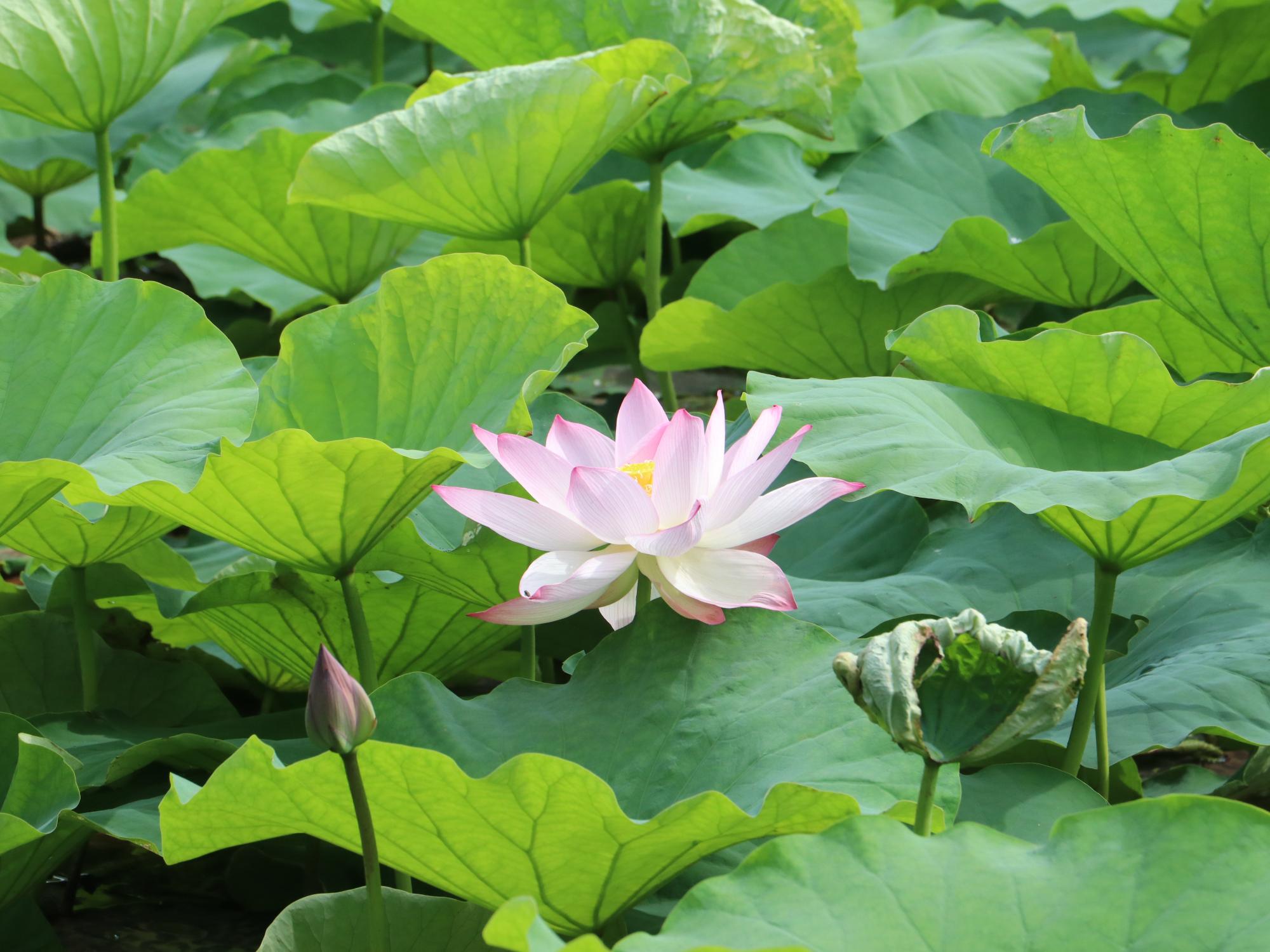 ハスの開花