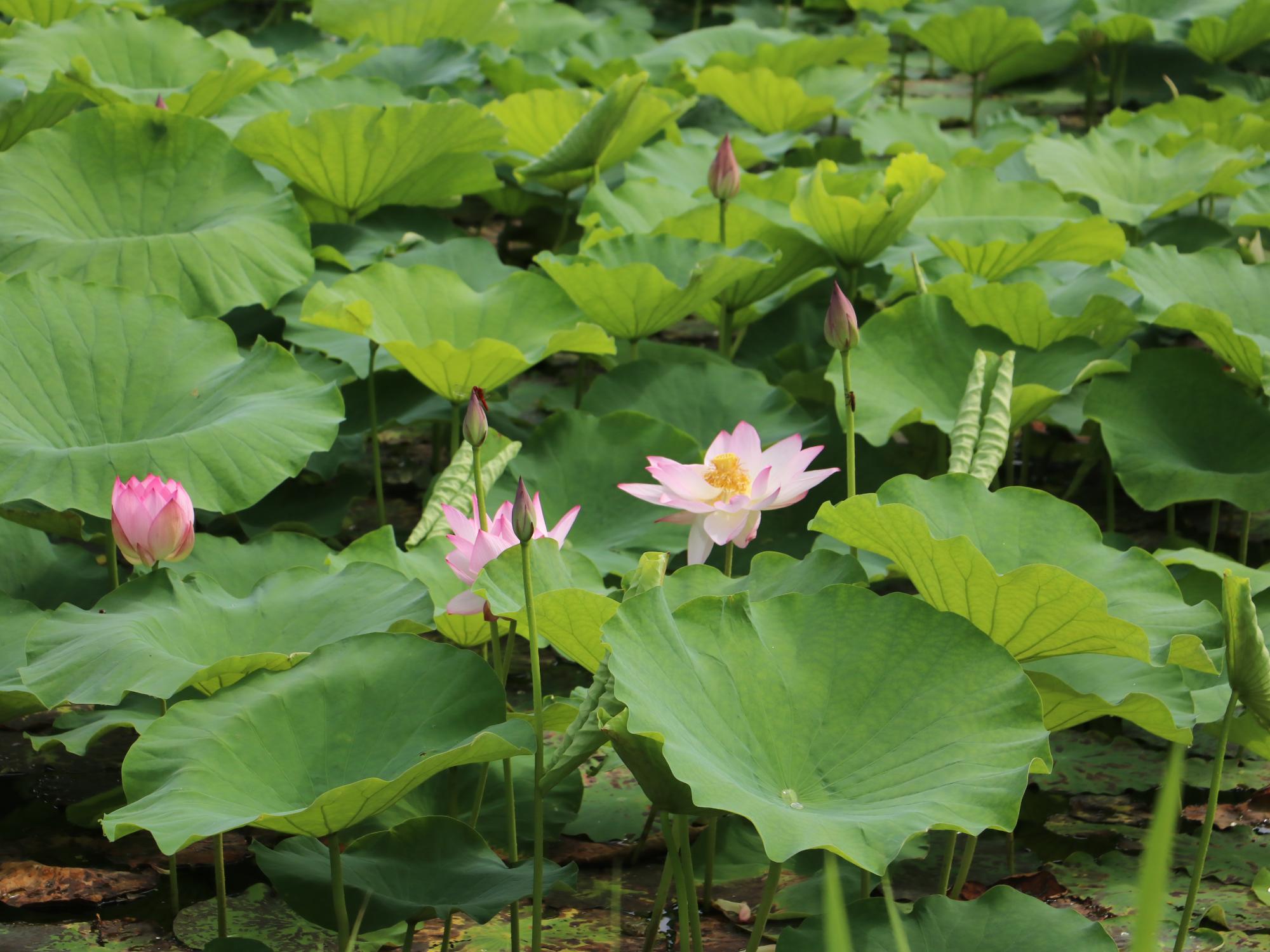 ハスの開花