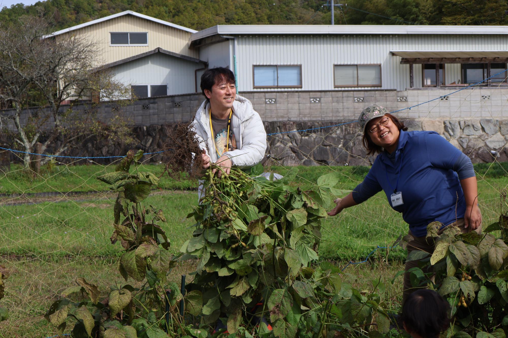 黒枝豆刈りを楽しむツアー参加者