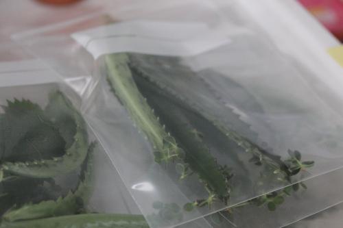 コダカラベンケイソウ