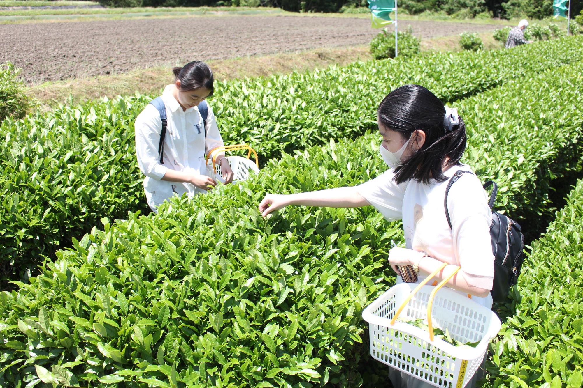 茶摘みの様子2