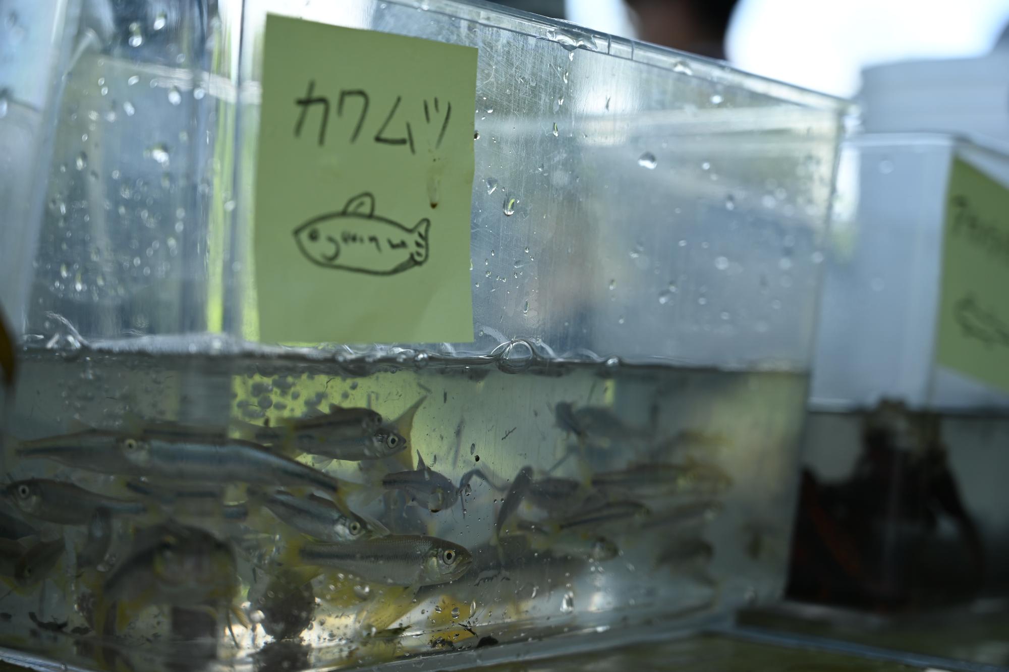 生きもの観察会