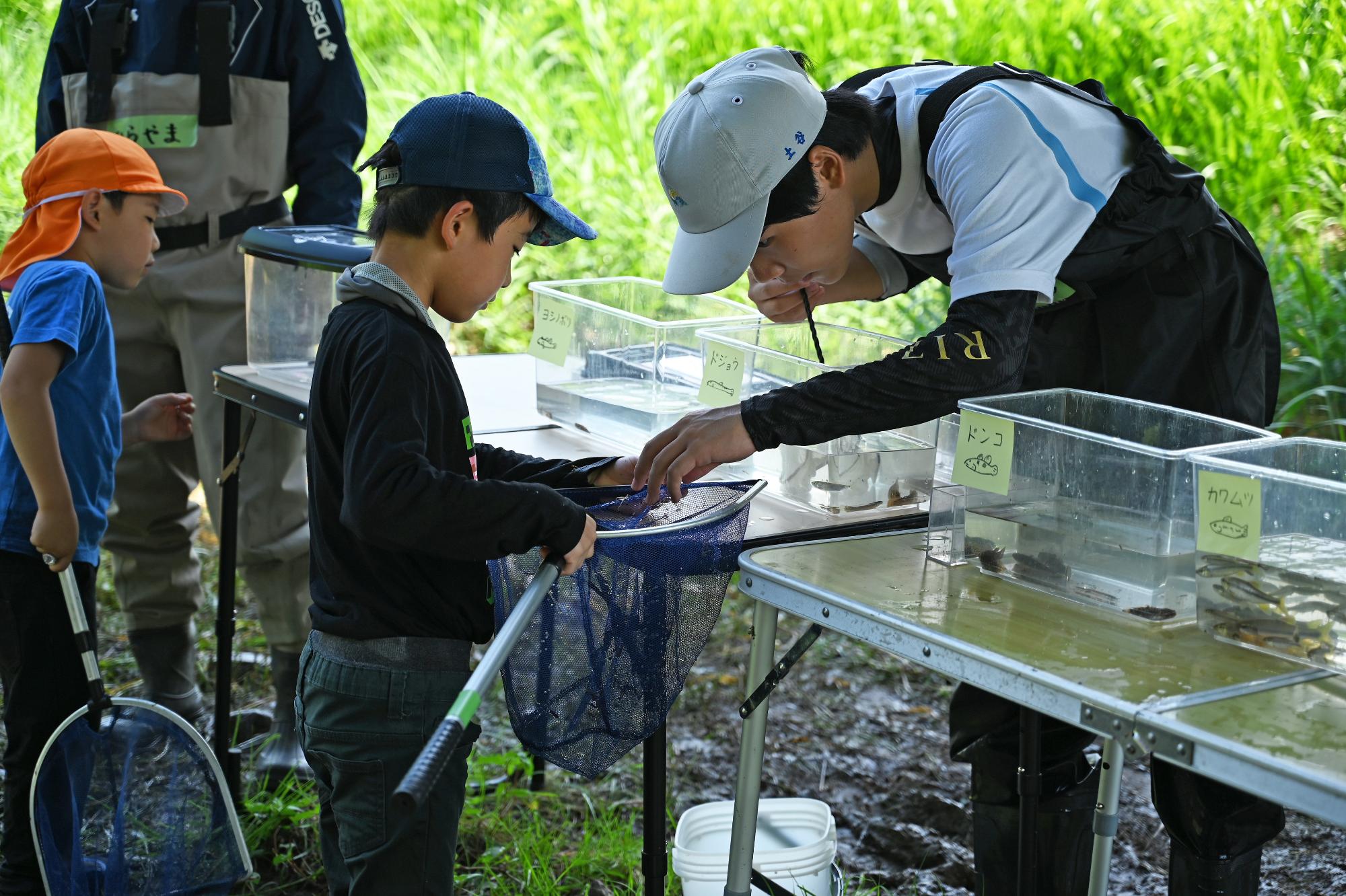 じゃことりの様子