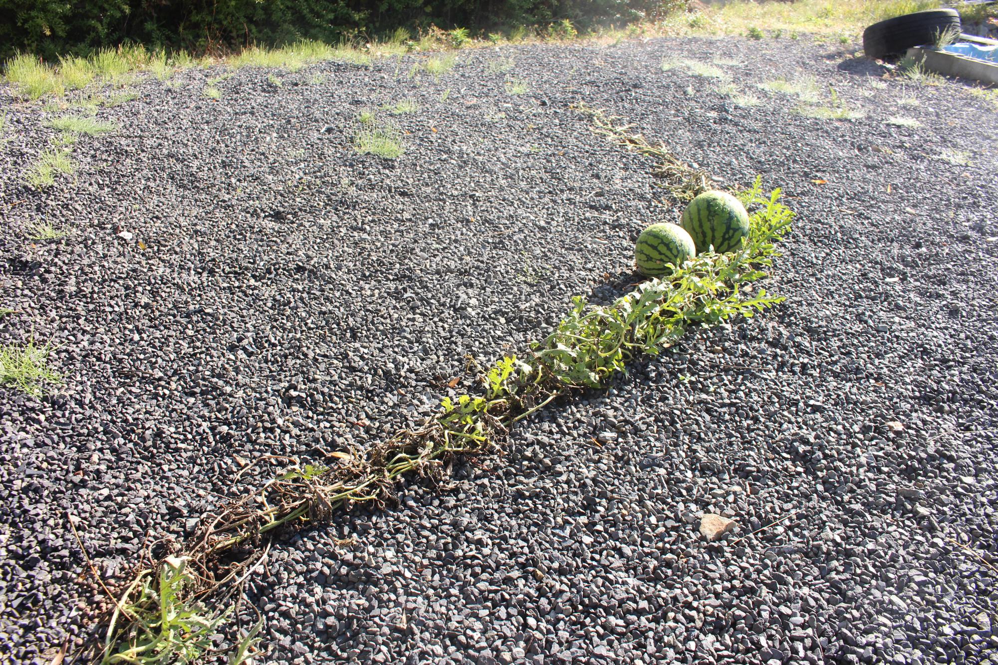 ツルとスイカ