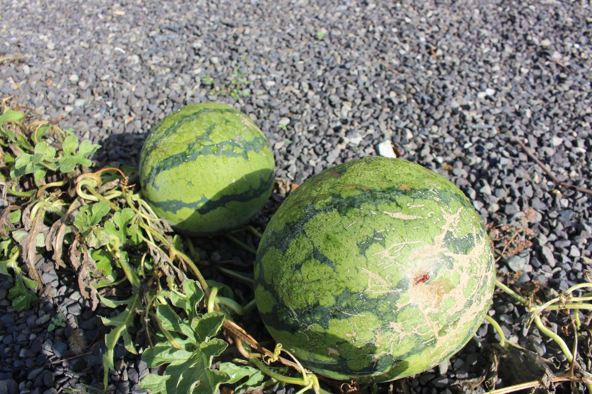 庭にできたスイカ