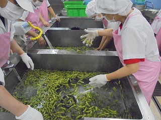 大量の丹波篠山黒枝豆を洗浄