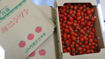 丹波篠山産のミニトマト