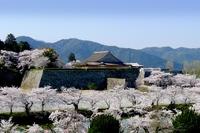篠山城跡と城郭周辺に咲く桜の写真