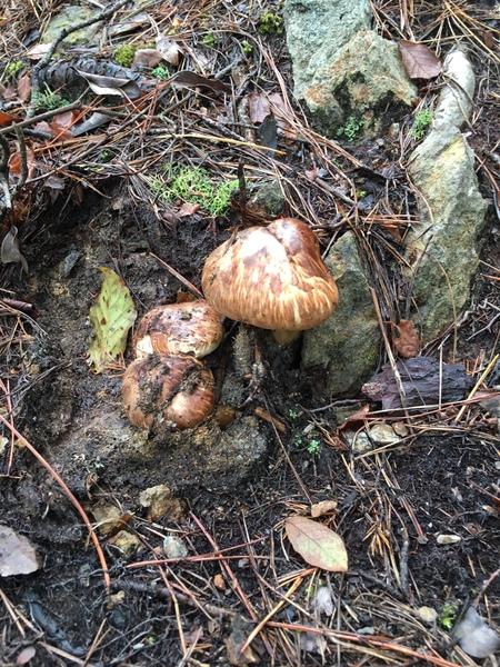 湿った土の岩肌から顔を出す3つの丹波篠山産松茸のアップの写真