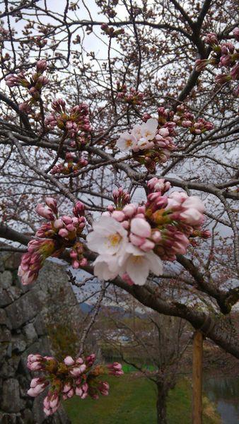 艶やかなピンク色の蕾がついた中で開き始めた桜の花のアップの写真